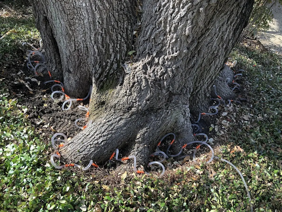 Detailed Tree Cabling and Bracing job site in Seminole
