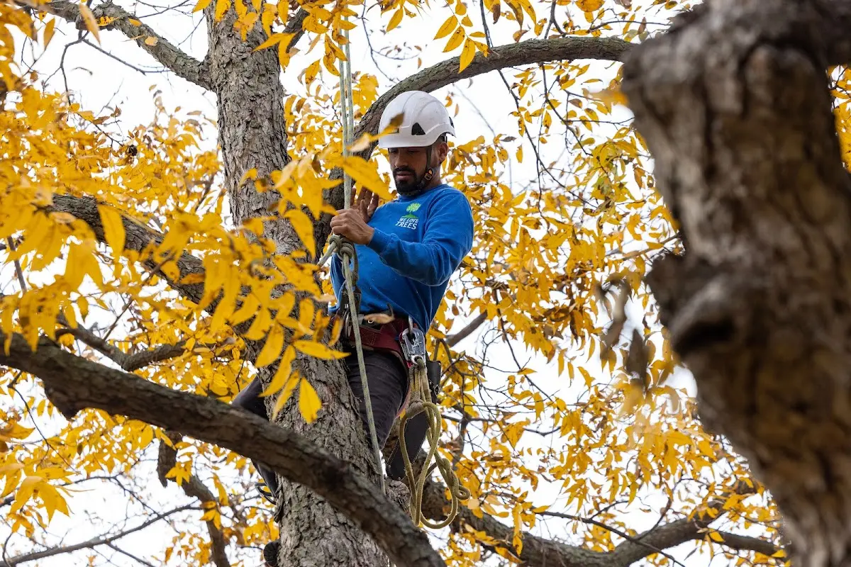 Skilled Tree Pruning crew working in Seminole
